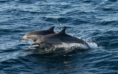 small-cruise-provides-big-adventures dolphins