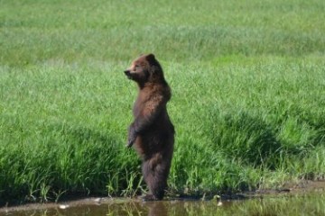 a bear standing