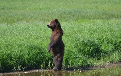 summer-2015-alaska-newsl a bear standing