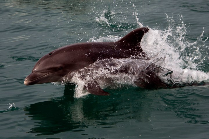 A dolphin
