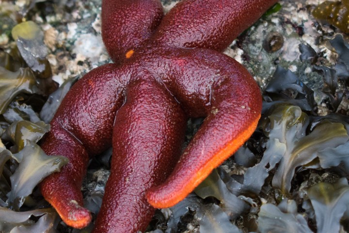 a red starfish