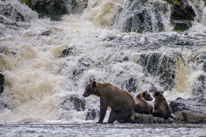 bears