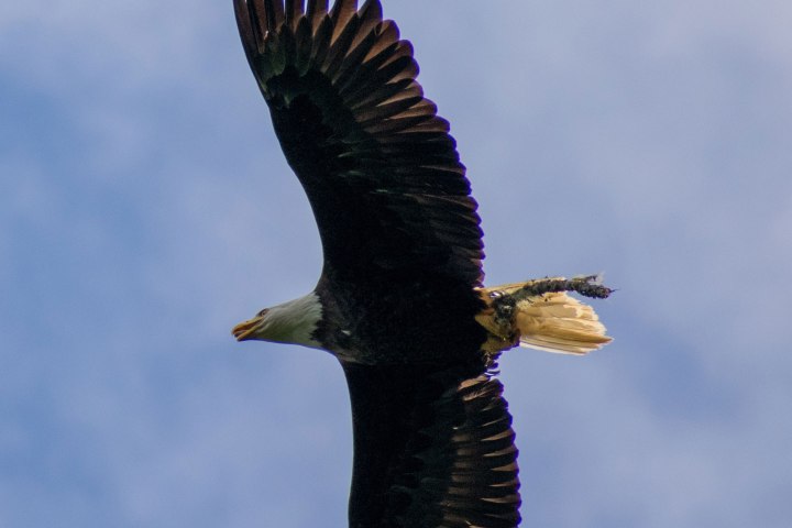 an eagle
