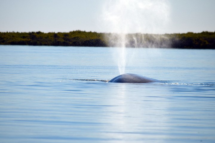 A whale in the water