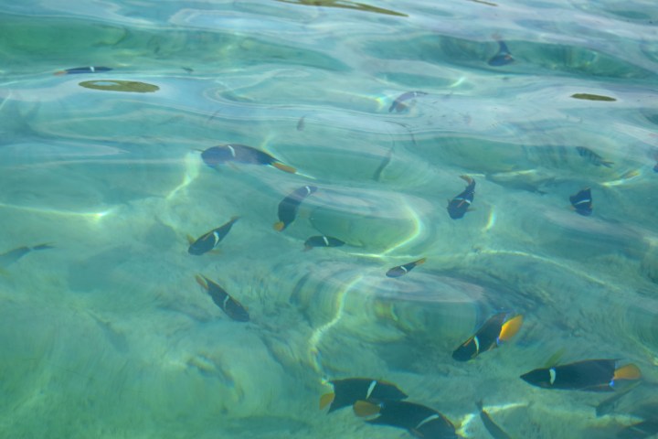 A school of fish