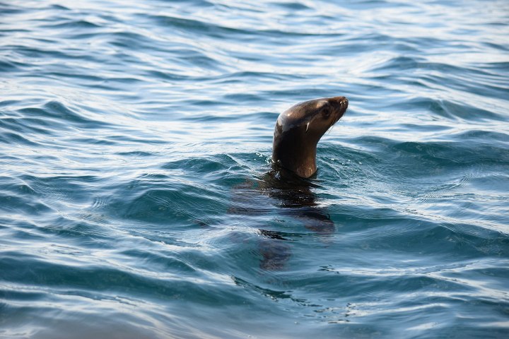 a sea lion