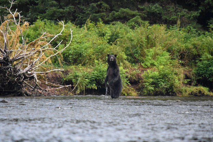 a bear in the water