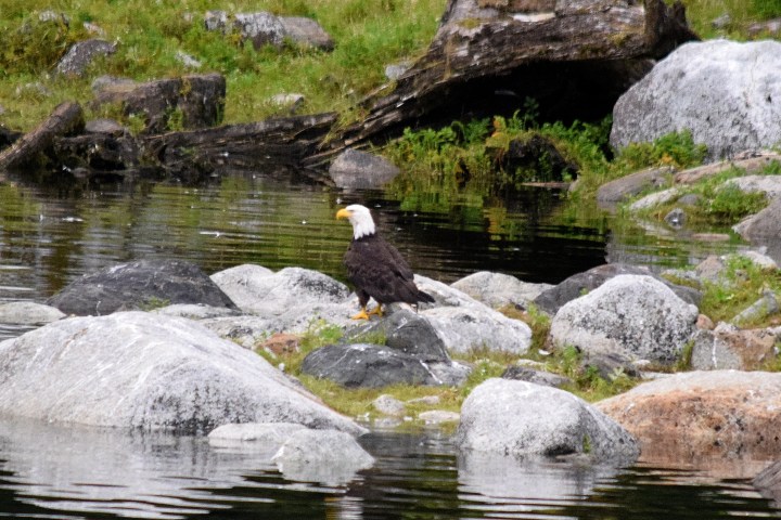 an eagle on a rock