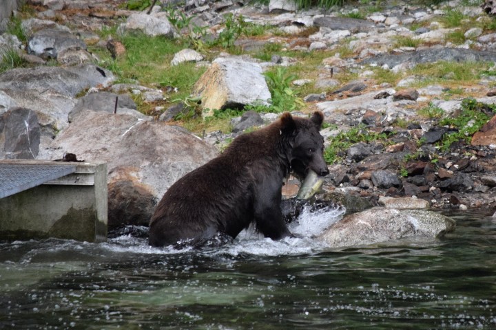 a bear eating a fish