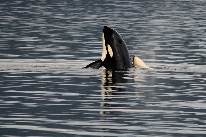 a whale peeking out of the ocean