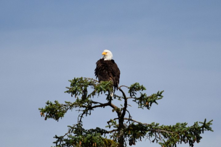 an eagle on the tree