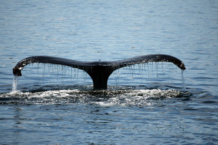 A whale tail fin