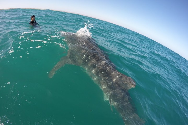 a whale shark