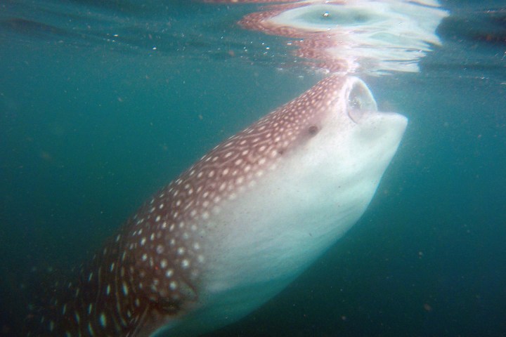 petting a whale shark