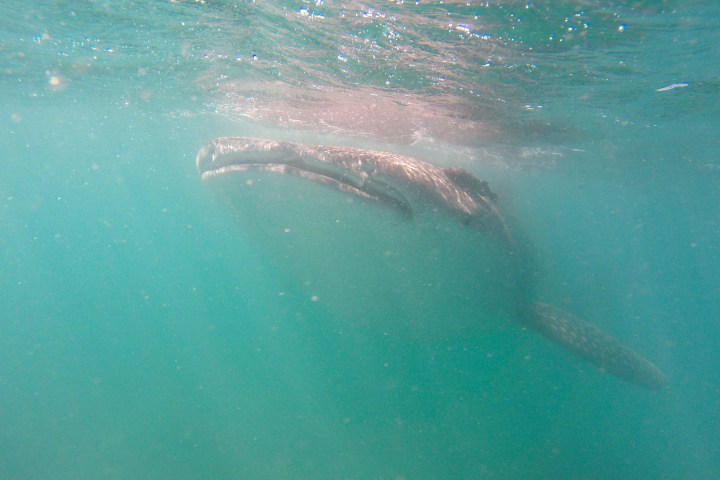Whale snorkeling