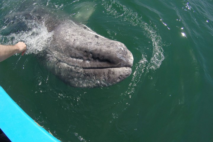 a grey whale