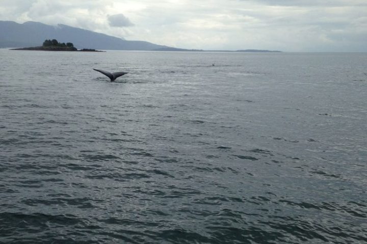whale tail