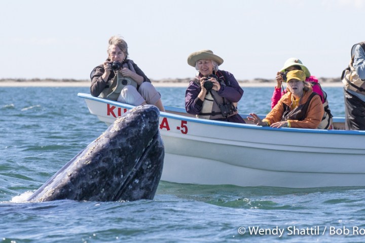 People taking photos of whale