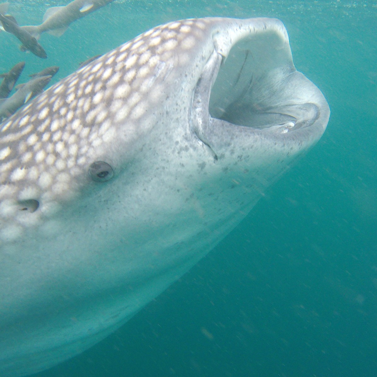 whale shark
