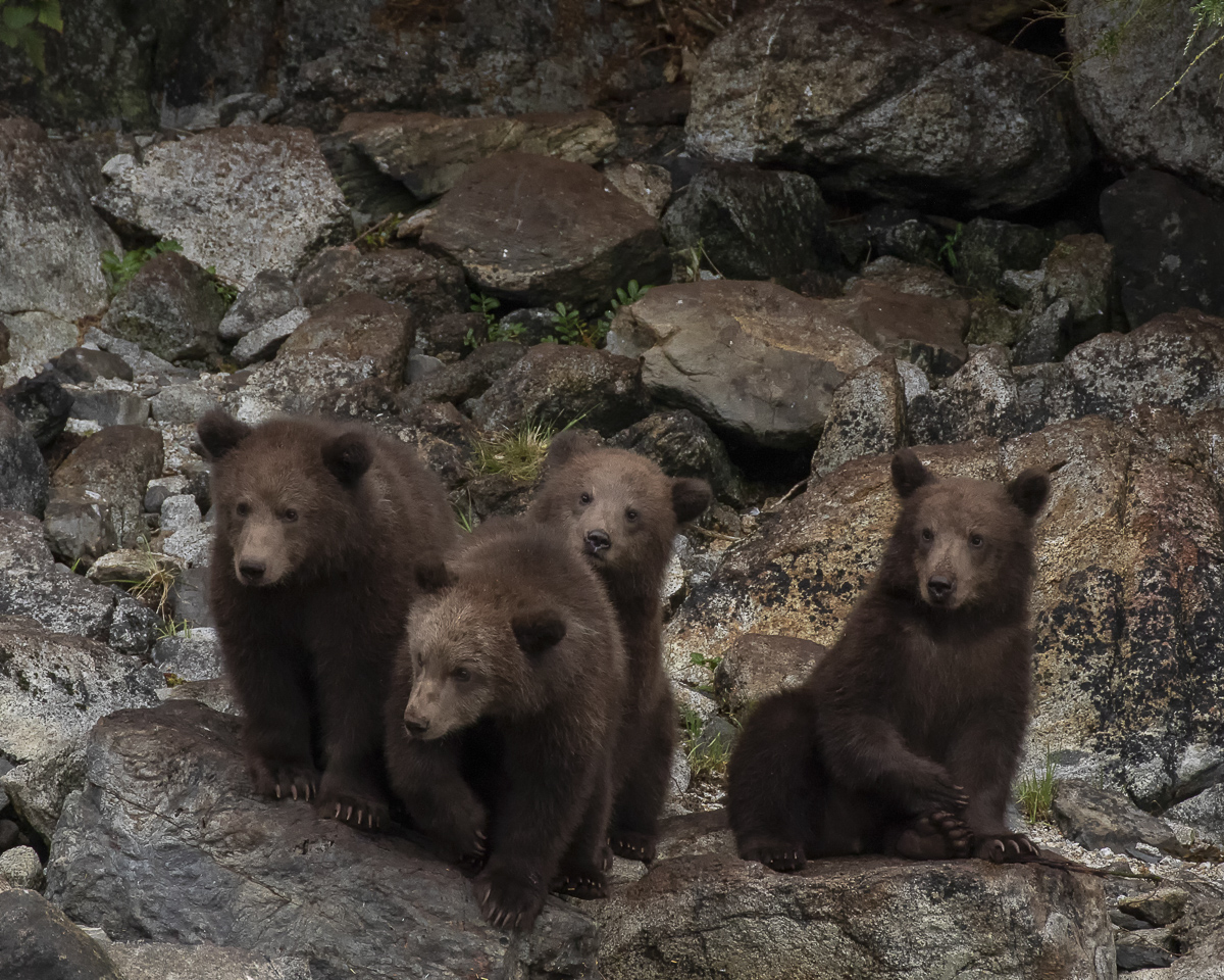 Blog-Brown-Bear-Siblings-20180825_344-Edit
