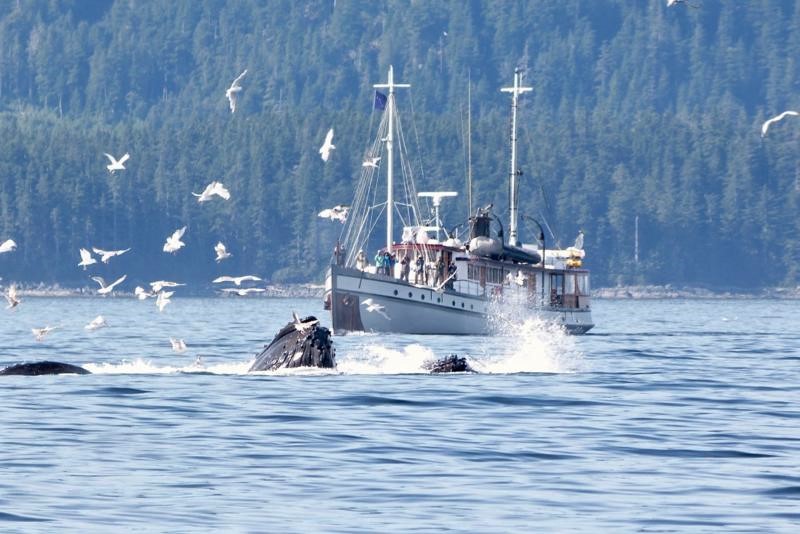 MV Westward and humpback whales feeding