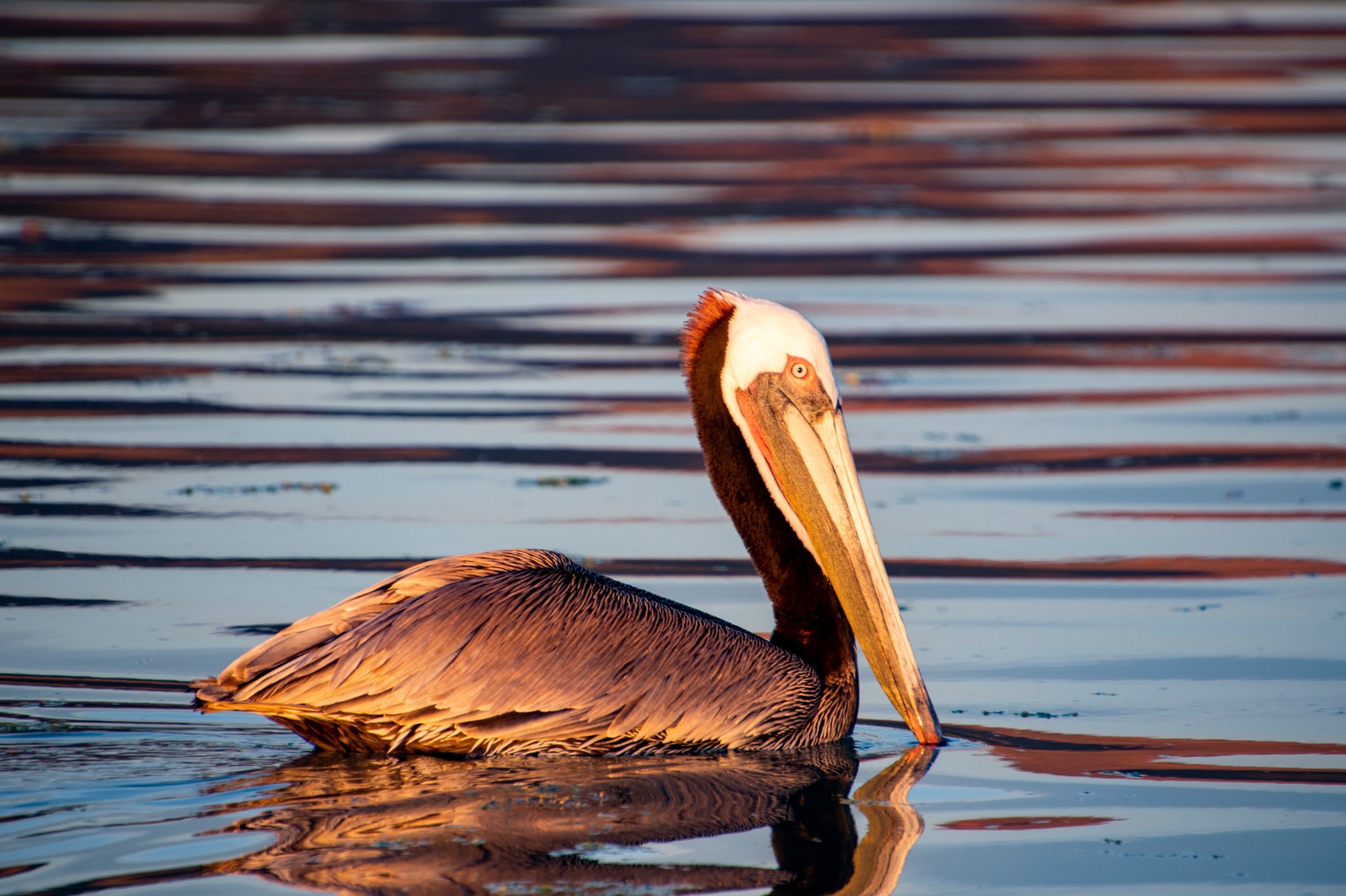 500_4932CARLOS GAJON BERMUDEZ pelican in the Sea of Cortez