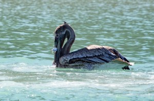 a bird swimming in water next to a body of water