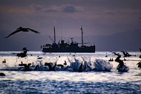 MV Westward in the Sea of Cortez