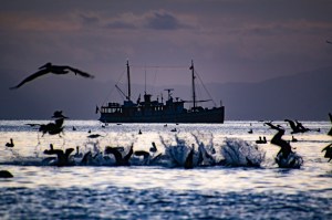 MV Westward in the Sea of Cortez
