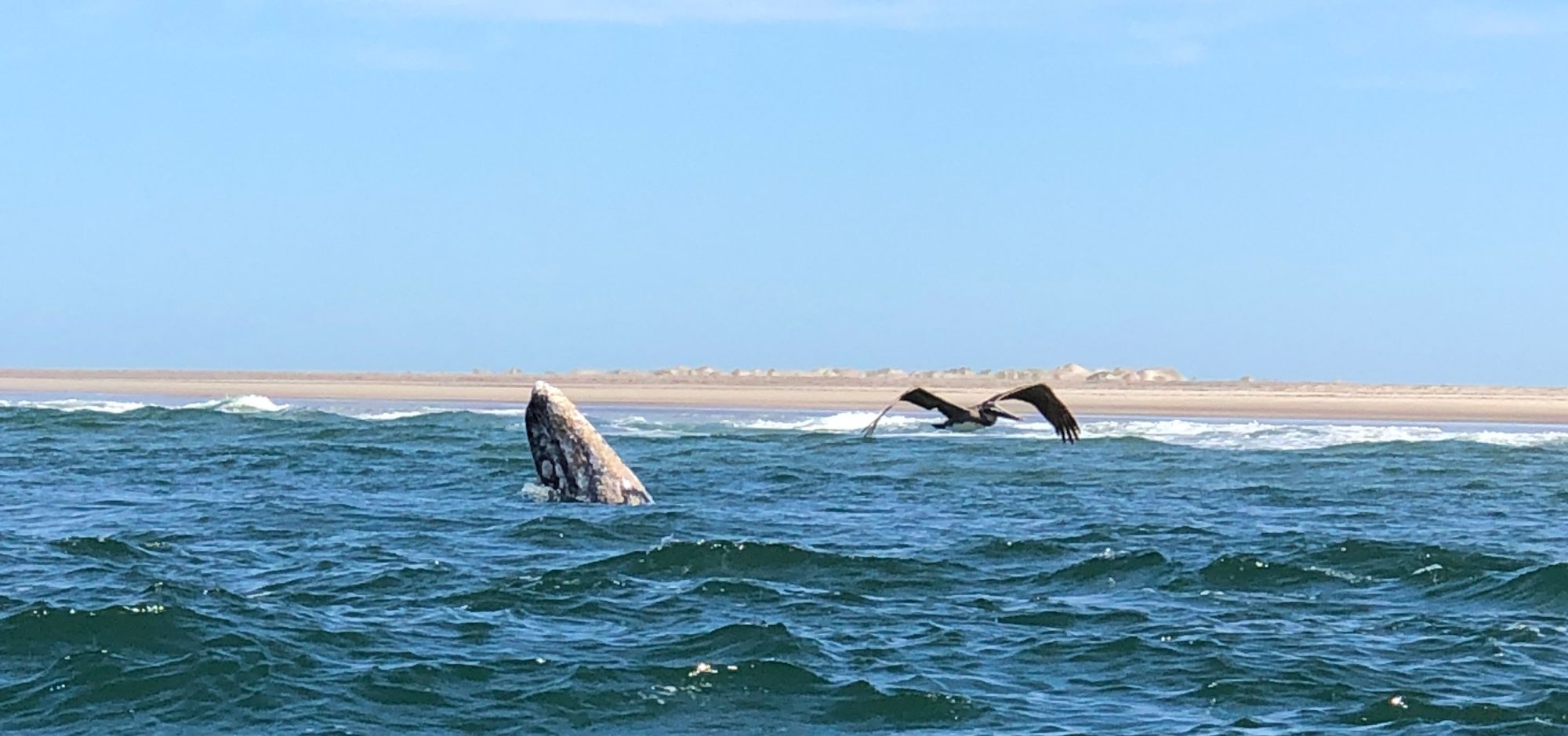 Grey Whale Spy-hopping