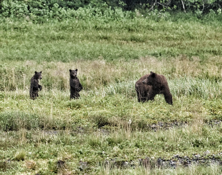 Adult bear and two cubs standing in grassy field.