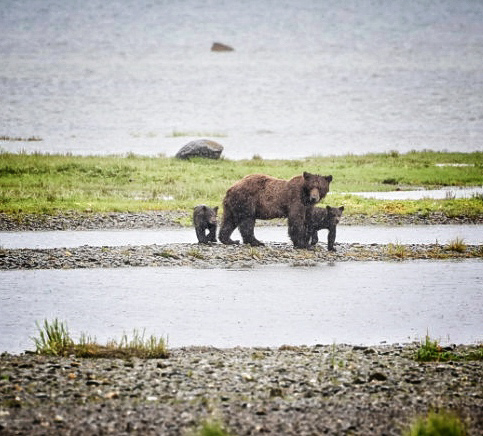 Bear with two cubs walking near river in grassy area.