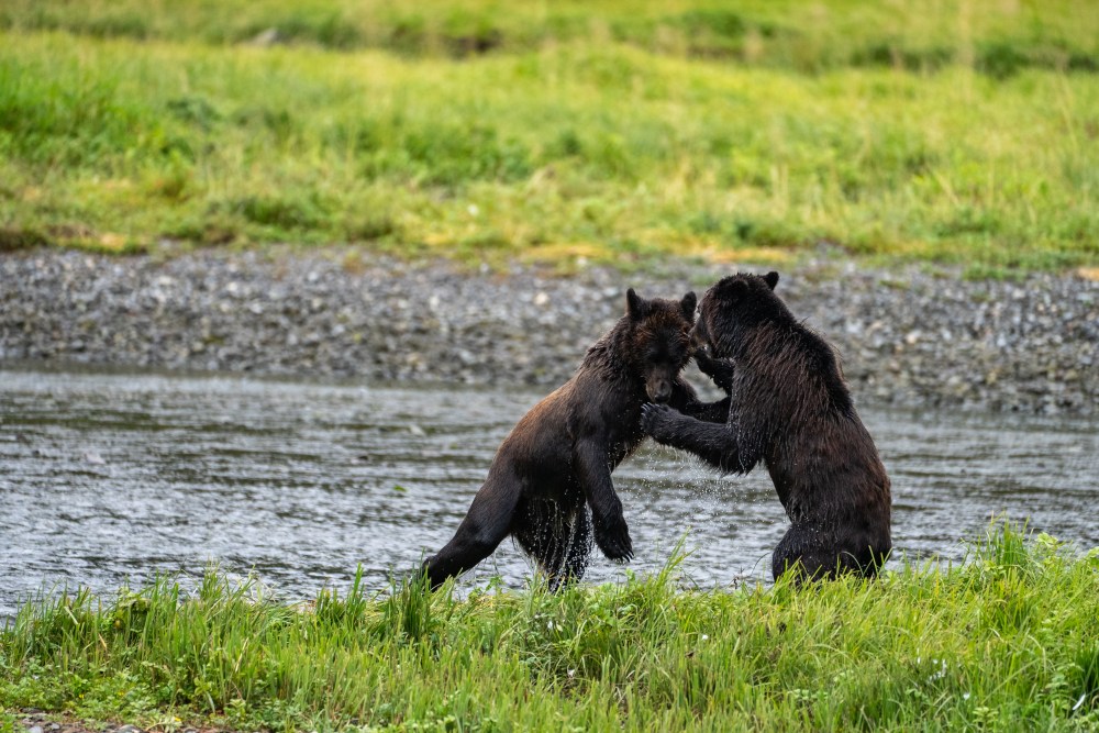 Two bears play-fighting by a river in a grassy area.